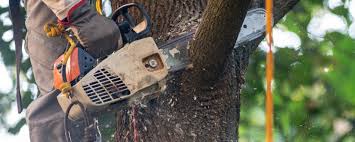 Trusted Wilmington, NC Tree Care Experts