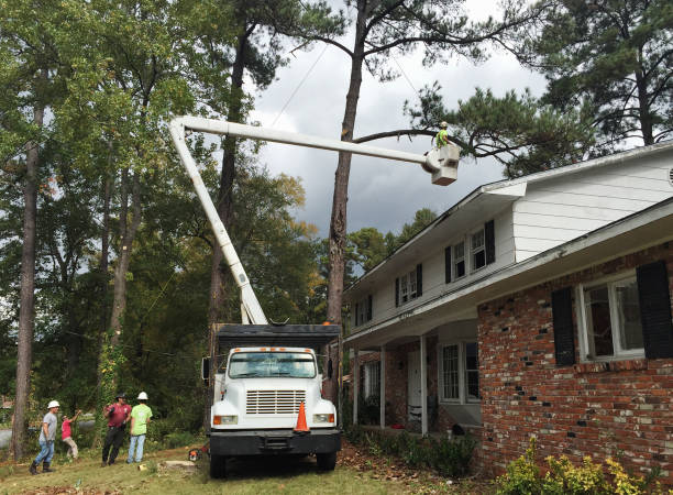 How Our Tree Care Process Works  in  Wilmington, NC